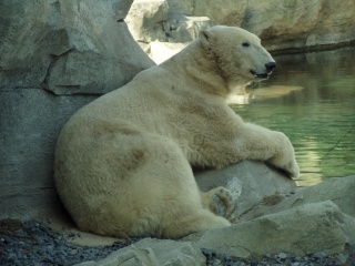 der Eisbr Lloyd im Zoo am Meer